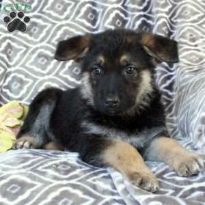 Mento, German Shepherd Puppy