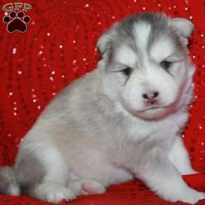 Denali, Pomsky Puppy