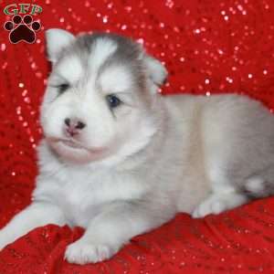 Denali, Pomsky Puppy