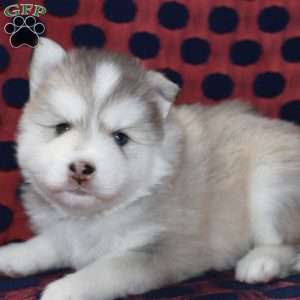 Denali, Pomsky Puppy