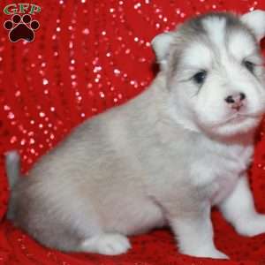 Denali, Pomsky Puppy