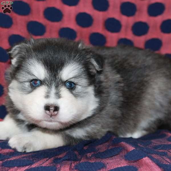 Juneau, Pomsky Puppy