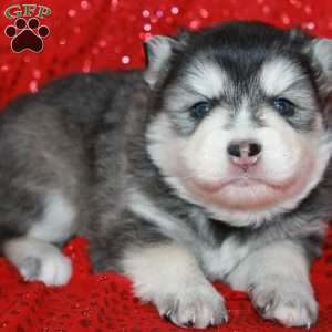 Juneau, Pomsky Puppy