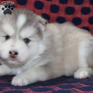 Denali, Pomsky Puppy