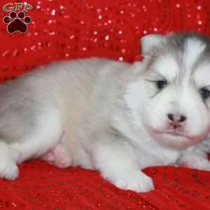 Denali, Pomsky Puppy