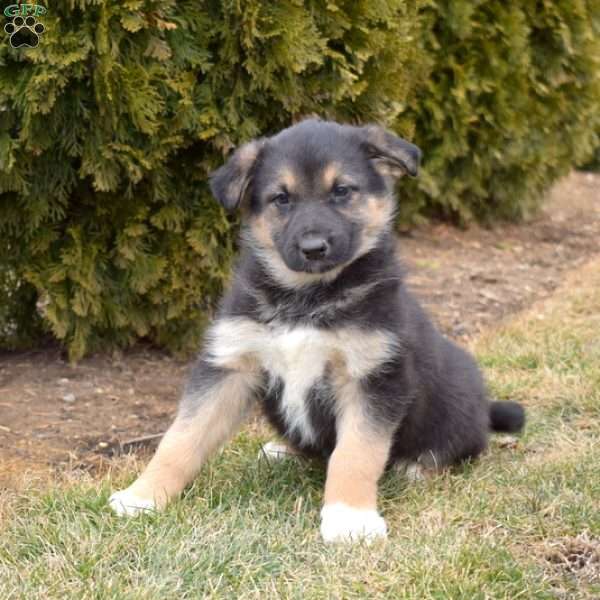 Mia, German Shepherd Mix Puppy