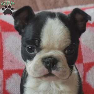 Mia, Boston Terrier Puppy