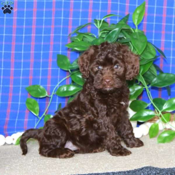 Mia, Cockapoo Puppy