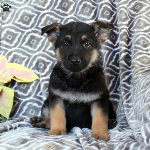 Mickey, German Shepherd Puppy