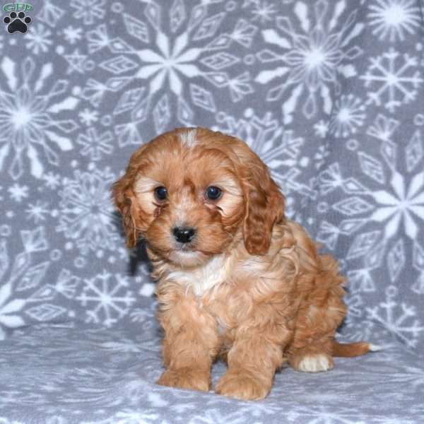 Mickey, Cavapoo Puppy