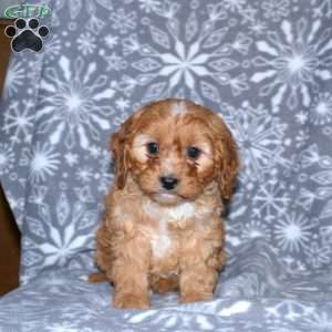 Mickey, Cavapoo Puppy