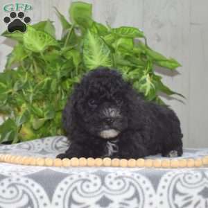 Mickey, Yorkie Poo Puppy