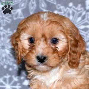 Mickey, Cavapoo Puppy