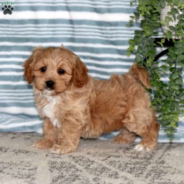 Mickey, Toy Poodle Mix Puppy