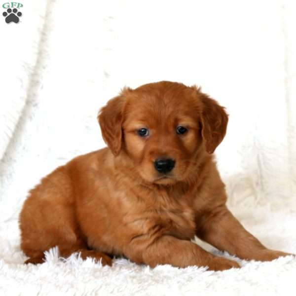 Mickey, Golden Retriever Puppy