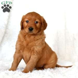 Mickey, Golden Retriever Puppy