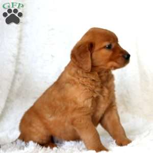 Mickey, Golden Retriever Puppy