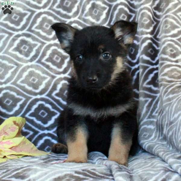 Midnight, German Shepherd Puppy