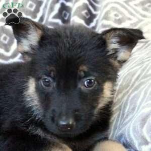 Midnight, German Shepherd Puppy