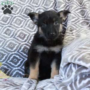 Midnight, German Shepherd Puppy