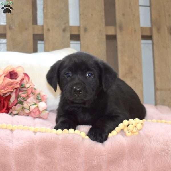 Midnight, Labrador Mix Puppy