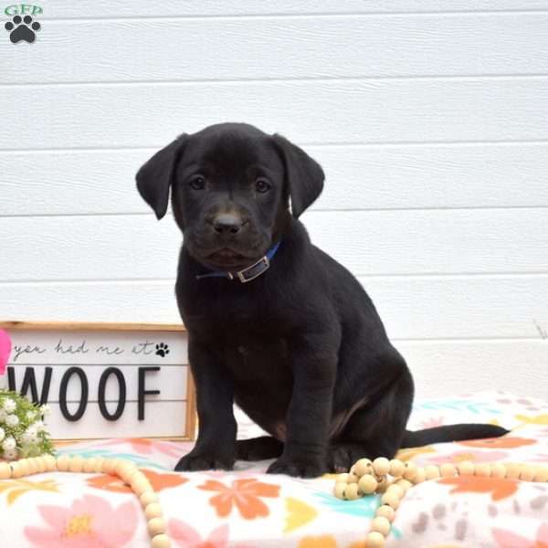 Midnight, Labrador Mix Puppy