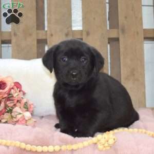 Midnight, Labrador Mix Puppy