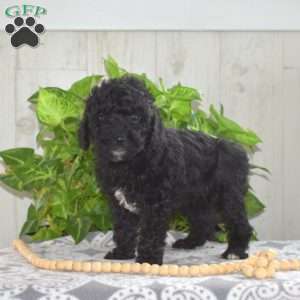 Midnight, Yorkie Poo Puppy
