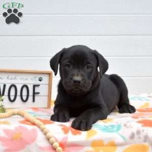 Midnight, Labrador Mix Puppy