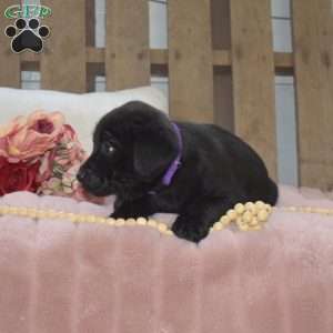 Midnight, Labrador Mix Puppy