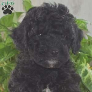 Midnight, Yorkie Poo Puppy