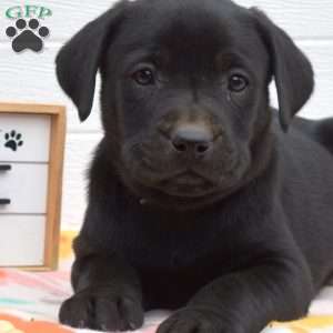 Midnight, Labrador Mix Puppy