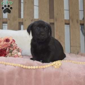 Midnight, Labrador Mix Puppy