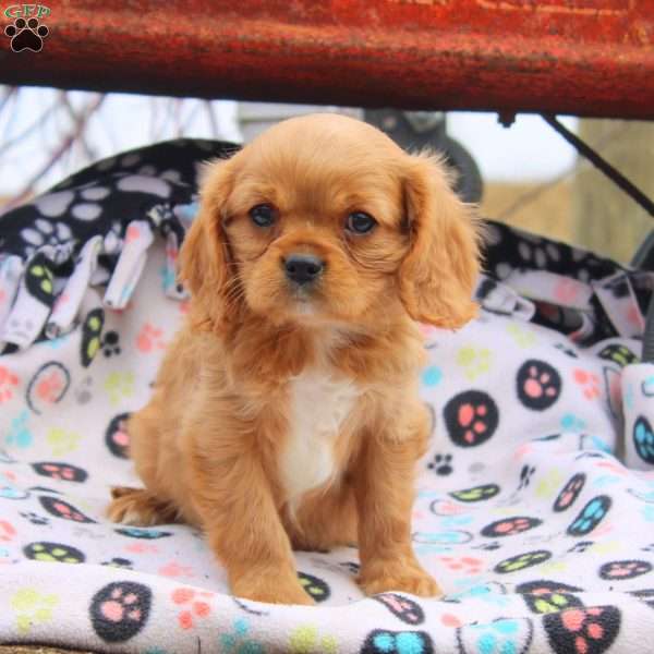 Mike, Cavalier King Charles Spaniel Puppy