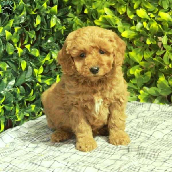 Mikey, Mini Goldendoodle Puppy