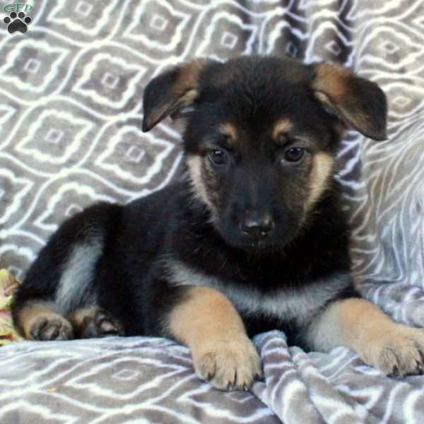 Millie, German Shepherd Puppy