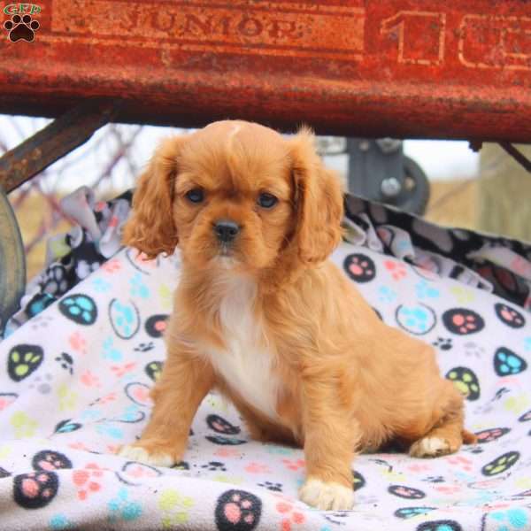 Millie, Cavalier King Charles Spaniel Puppy