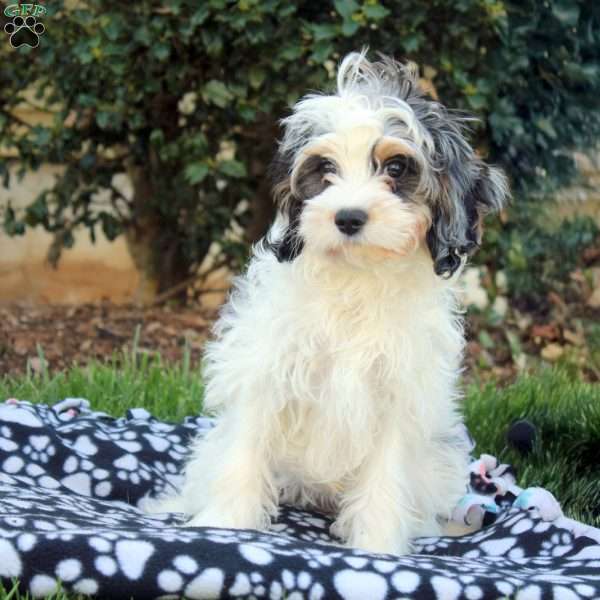 Millie, Cavapoo Puppy