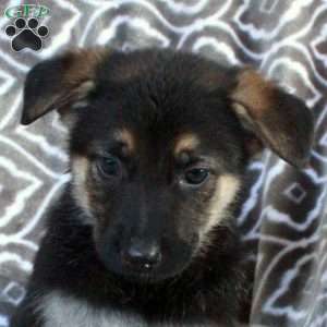 Millie, German Shepherd Puppy