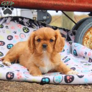 Millie, Cavalier King Charles Spaniel Puppy