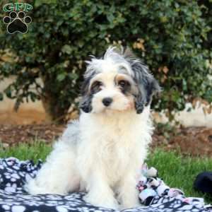 Millie, Cavapoo Puppy