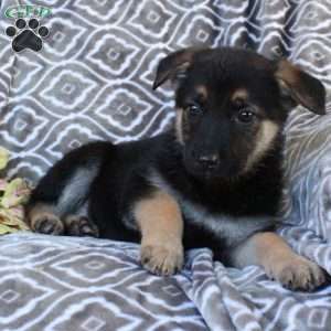 Millie, German Shepherd Puppy