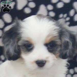 Millie, Cavapoo Puppy