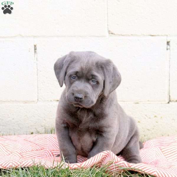 Milo, Charcoal Labrador Retriever Puppy