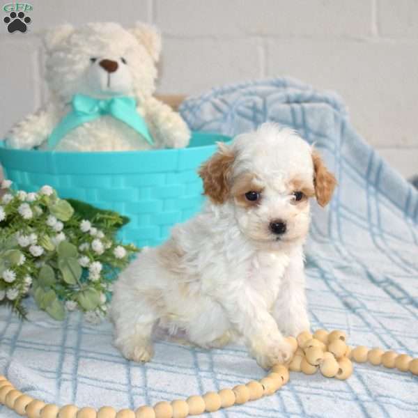 Milo, Cavapoo Puppy