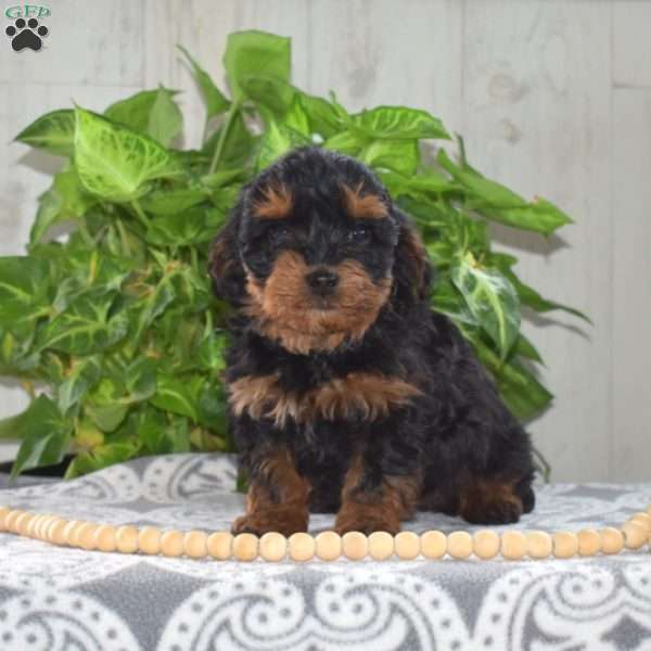 Milo, Yorkie Poo Puppy