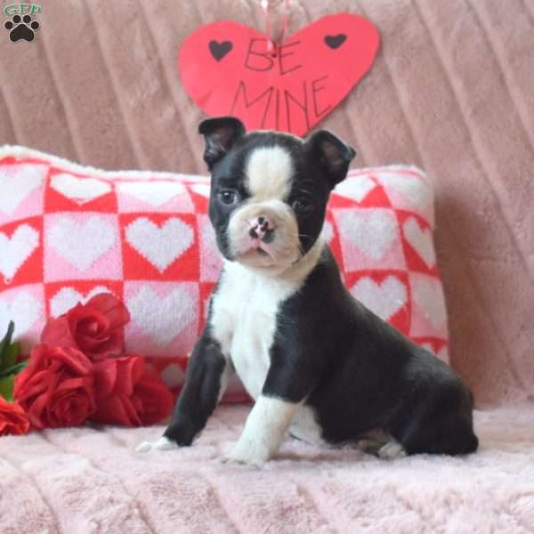 Milo, Boston Terrier Puppy