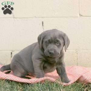 Milo, Charcoal Labrador Retriever Puppy