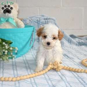 Milo, Cavapoo Puppy