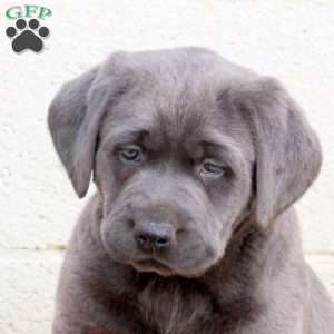 Milo, Charcoal Labrador Retriever Puppy